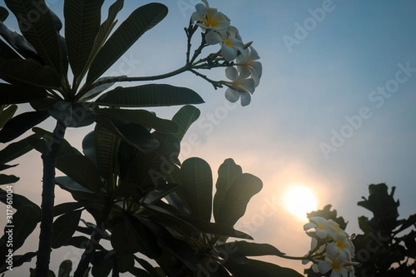 Obraz Sunset Background 