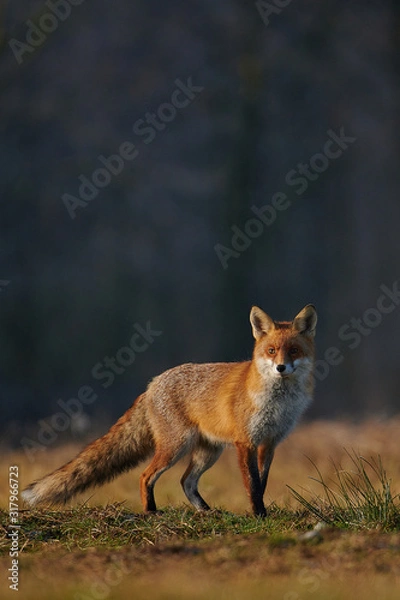 Obraz Red fox closeup stock photo.