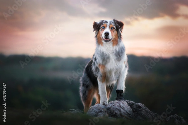 Obraz Australian shepherd - in sunset