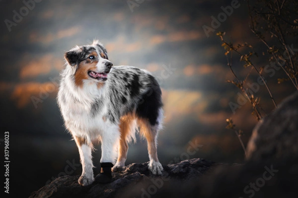 Obraz Australian shepherd - in sunset