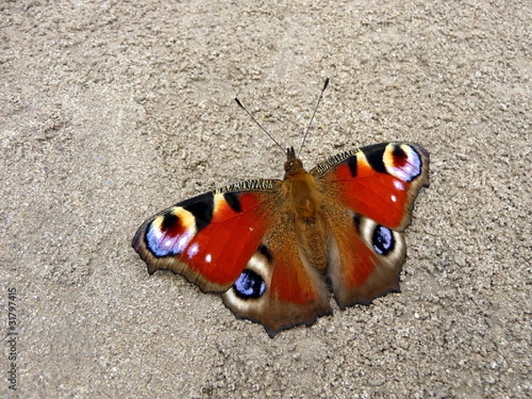 Obraz Peacock butterfly on ground