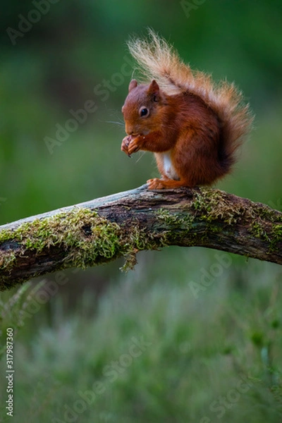 Obraz Inverness Red Squirrel