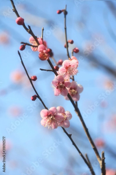 Obraz ピンク色の梅の花（台湾系）