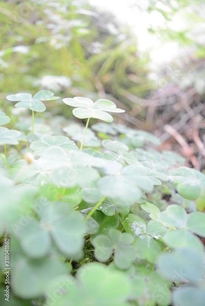 Obraz  four-leaf clover