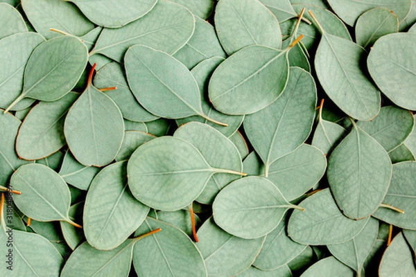 Fototapeta Background/Texture made of green eucalyptus leaves. Flat lay, top view