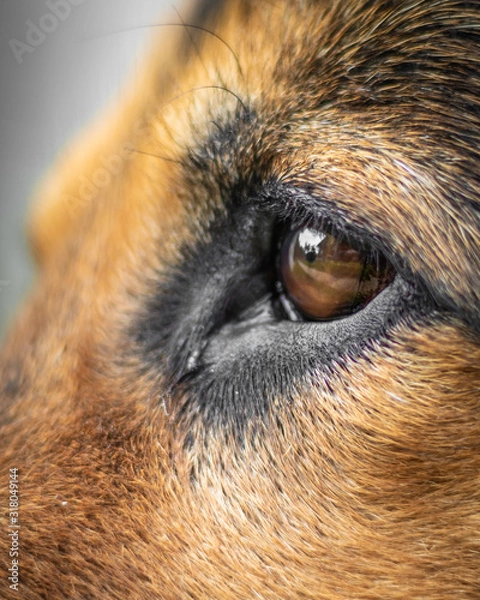 Obraz German Shepherd Eye Closeup