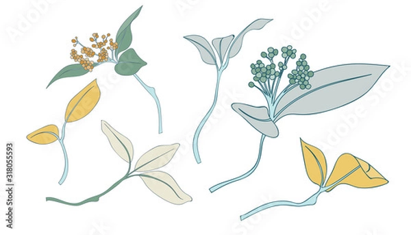 Fototapeta Leaf Collection Botanical Collection Element Vector Pack