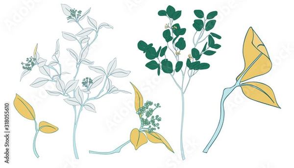 Fototapeta Vector Leaf Collection Botanical Element Set Herbal branch