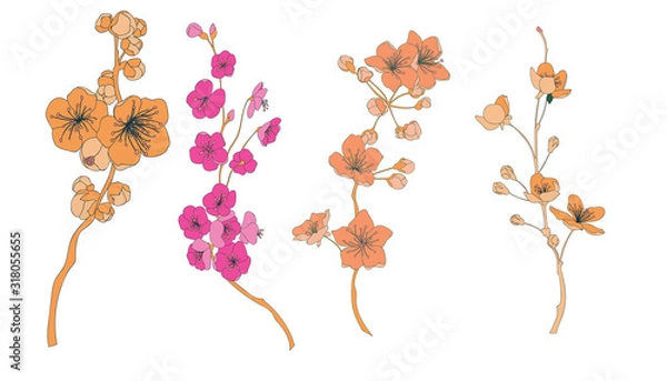 Fototapeta Cherry Bloom Element Vector Set Vintage Botanical Collection