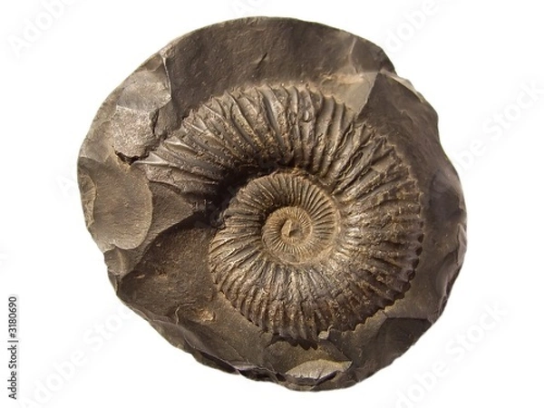 Obraz ammonite (saligram)
