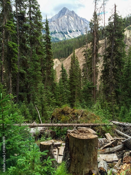 Obraz Mountain through Trees