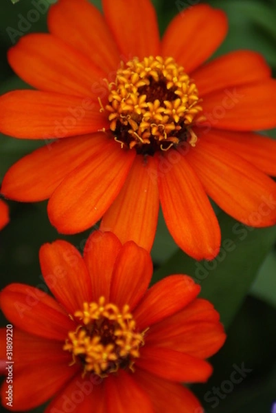Obraz Orange Zinnias