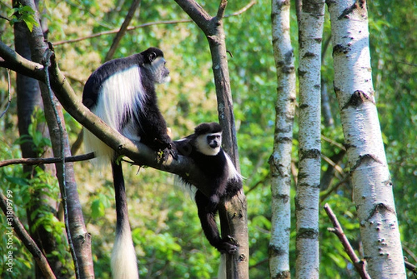 Fototapeta colobe guereza