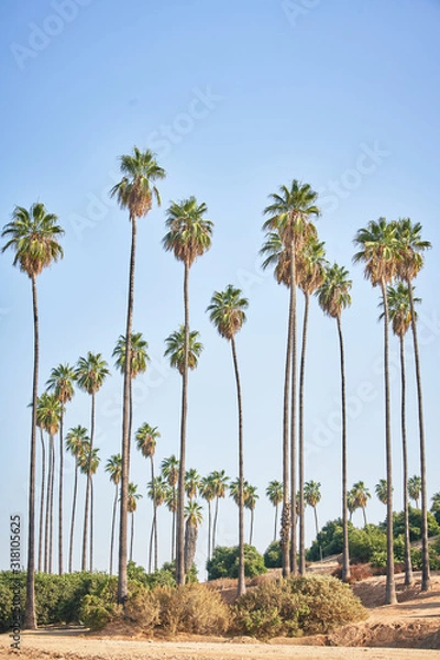 Obraz Mexican Fan Palm Tree in California 