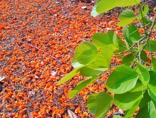 Obraz autumn leaves on tree