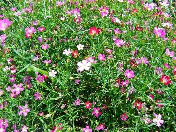 Obraz flowers in garden