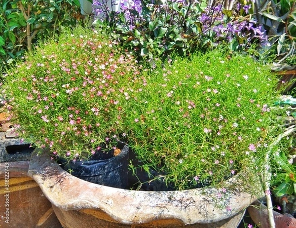 Obraz old wheelbarrow with flowers