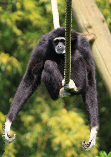 Obraz gibbon