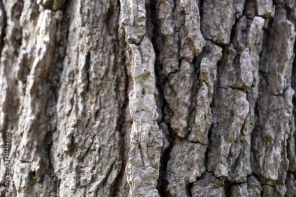 Obraz ざらざらした木目