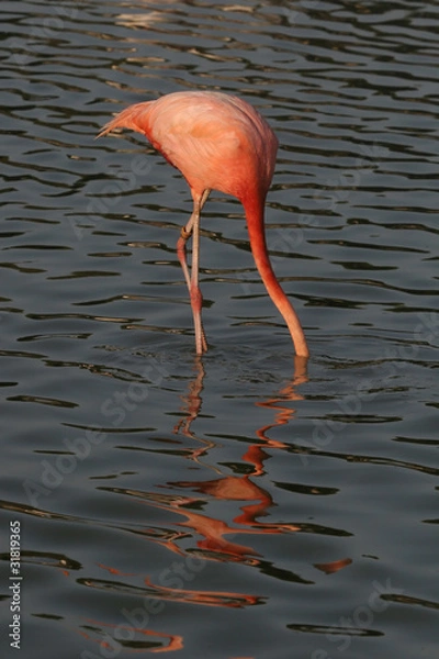 Obraz Flamingo dipping its head