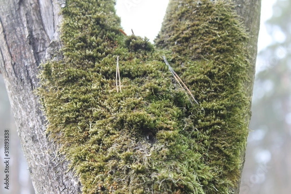 Obraz moss on a tree