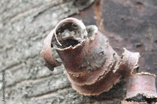 Obraz beautiful tree bark