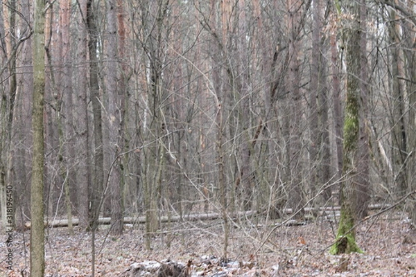 Obraz trunk of a tree