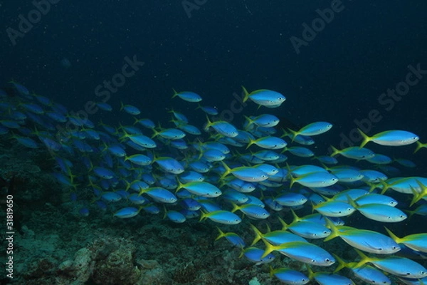 Fototapeta Blue fish