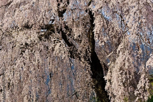 Obraz 満開に枝垂れる岩太郎桜