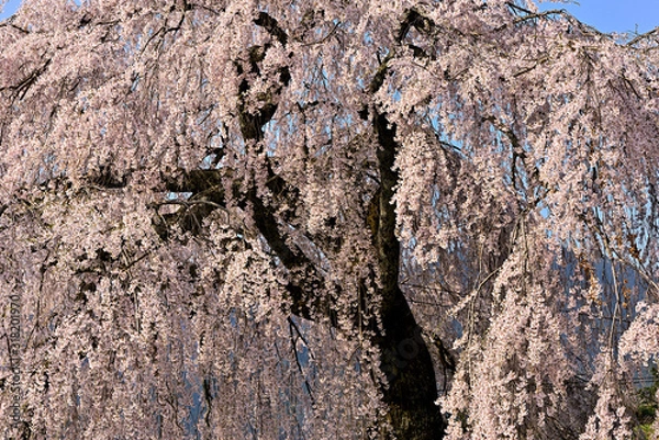 Obraz 満開に枝垂れる岩太郎桜