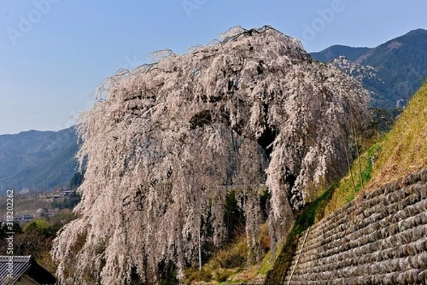 Obraz 満開に枝垂れる岩太郎桜