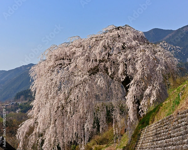 Obraz 満開に枝垂れる岩太郎桜