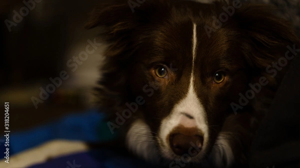 Fototapeta bordercollie dog an a green and blue blanket