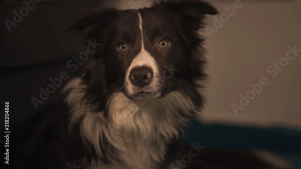 Fototapeta bordercollie dog an a green and blue blanket