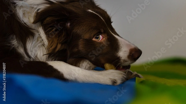 Fototapeta bordercollie dog an a green and blue blanket