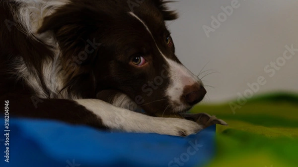 Fototapeta bordercollie dog an a green and blue blanket