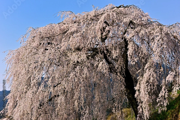 Obraz 満開に枝垂れる岩太郎桜