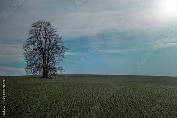 Fototapeta Lonely tree in field landscape