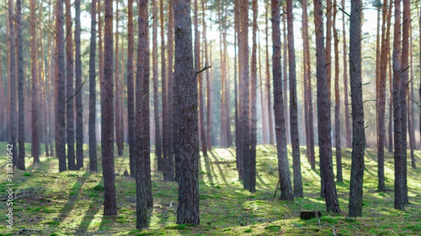 Fototapeta sunbeams in a pineforest