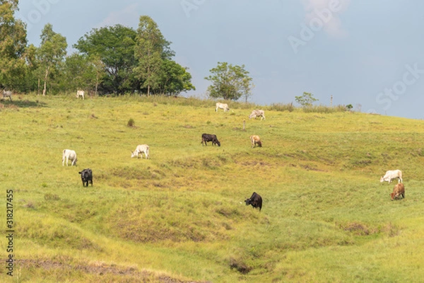 Fototapeta Extensive beef cattle rearing in southern Brazil