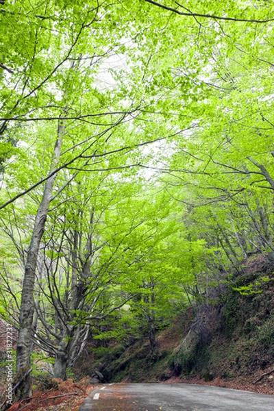 Obraz pista forestal