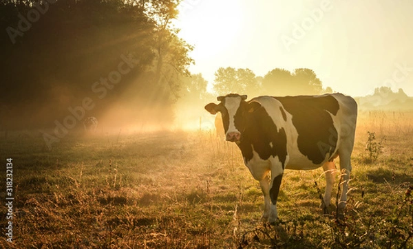 Fototapeta Krowa i wschód słońca łąka