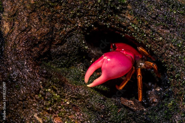 Obraz Pink forest crab