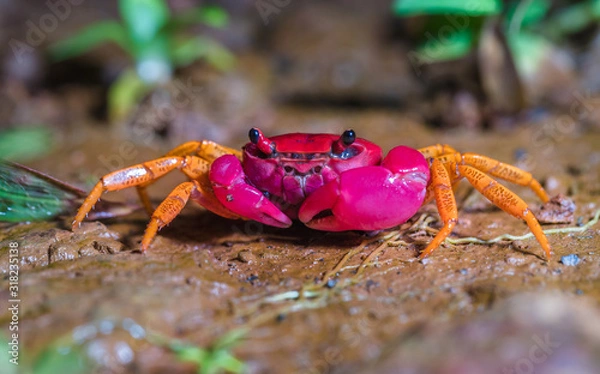 Obraz Pink forest crab