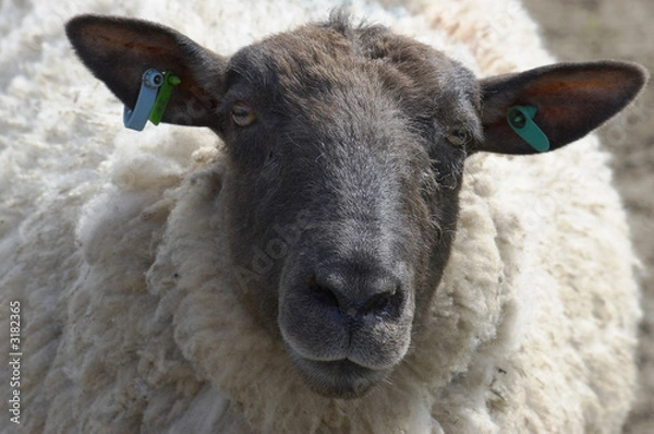 Obraz sheep
