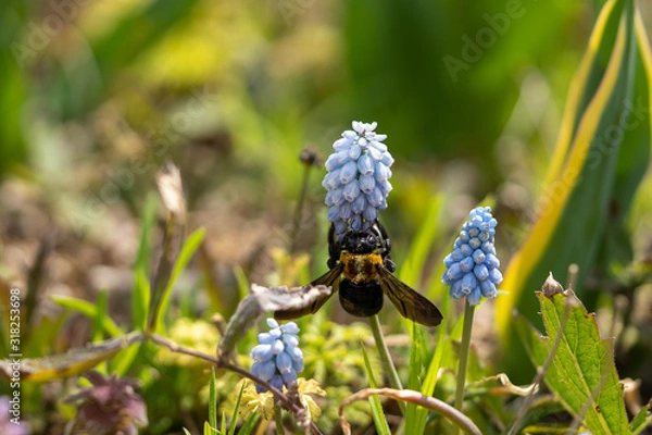 Obraz 花(ムスカリ)とクマバチの写真