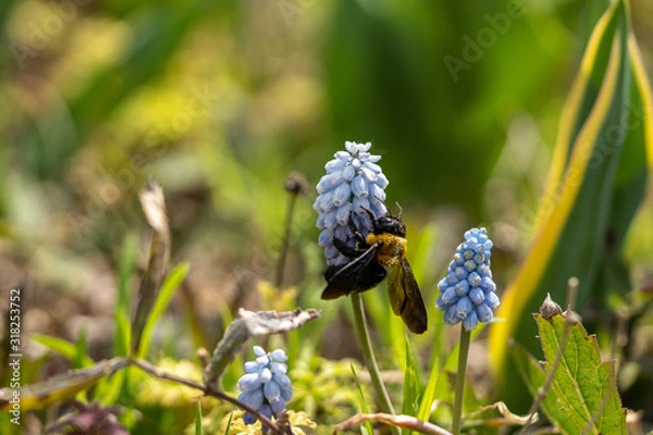 Obraz 花(ムスカリ)とクマバチの写真