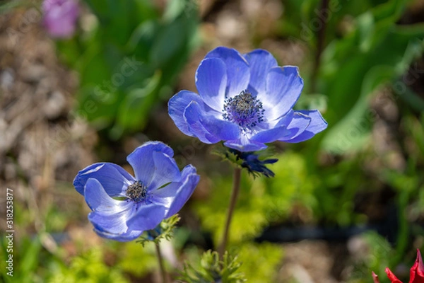 Obraz アネモネの写真