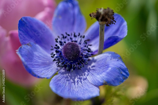 Obraz アネモネの写真