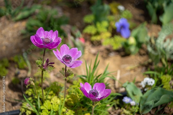 Obraz アネモネの写真